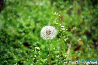 有关流年集的句子