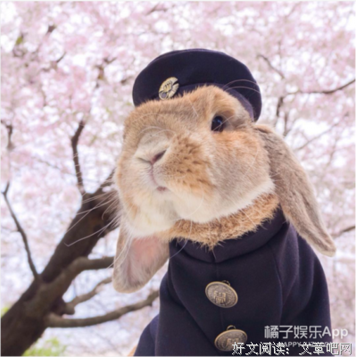 兔子先生句子