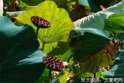 关于朝气蓬勃的名言