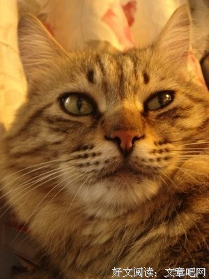 我们家蓝胖子最近12斤了！胖胖胖胖猫一只！