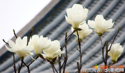 捧得旧花还的优美句子