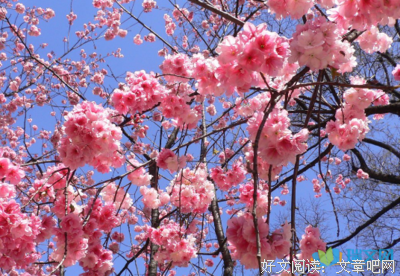 、巴黎铁塔下的月外对为京樱花*^的优美句子