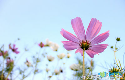青春的选择优美的句子