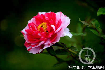 关于国色天香的名言