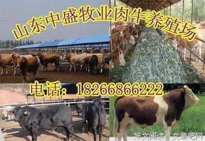 《夏洛在民生再烦恼》的句子