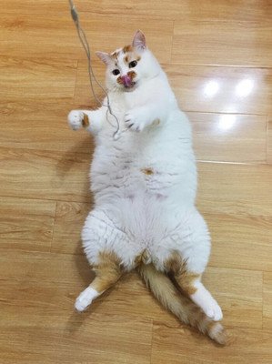 妈妈，我成精了。。。