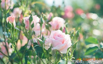 抒情用优美的句子