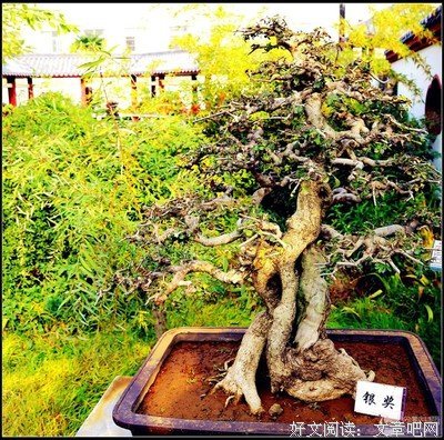 简瑶的语句摘抄_关于简瑶的语句