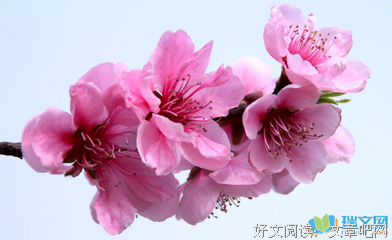 关于觉哥的优美句子