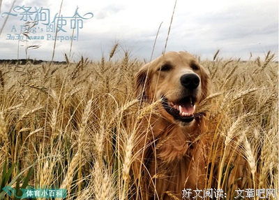 《一条狗的使命2》影评10篇