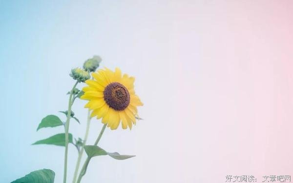 愿人生如初见，愿岁月可回首