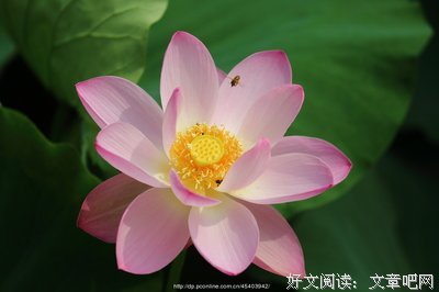 关于大燕的唯美语录