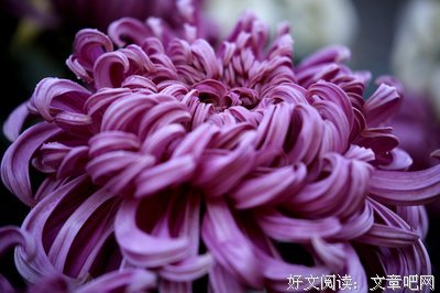 关于静雅的名言