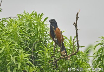 关于雷池的名言