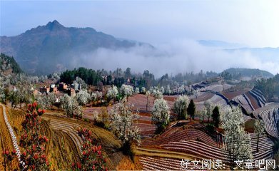 李正尤：梨花似雪麻梨飘香