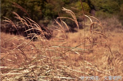 错过夏要风的于了日葵句子大全
