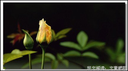 葉子的句子