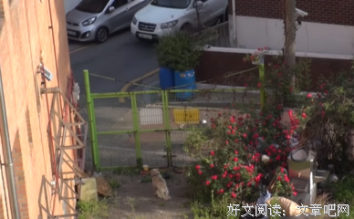 你在哪里？你抛弃的狗狗已经等了你半年