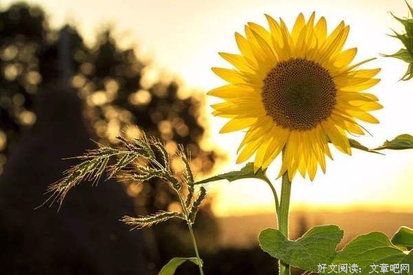 人民日报：提升幸福感的10个好习惯