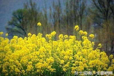 地才过的优美句子