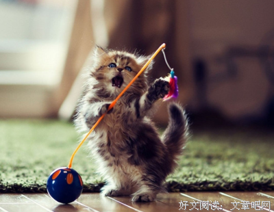 《楠猫》的句子