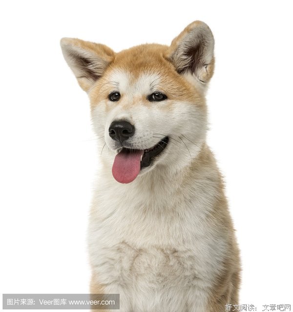 秋田格言警句