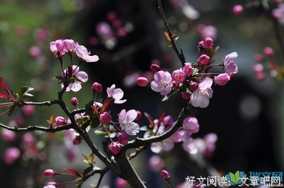 花开不界有年的优美句子