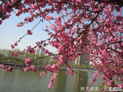 亭亭如盖的优美句子