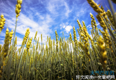 关于愿你喜的优美句子