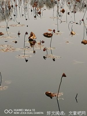 残荷，浅冬的一道风骨