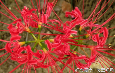 关于安妮宝贝（庆样我）的优美句子