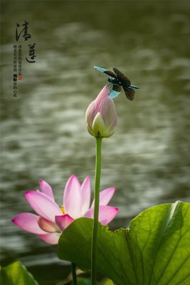 清 莲句子