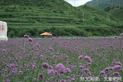 偶遇优美的句子