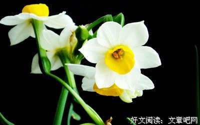 2019冰水仙名言大全