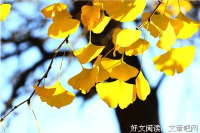 最新的《我的姐姐是大明星》小说摘抄