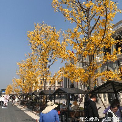 梦蝶经典名句