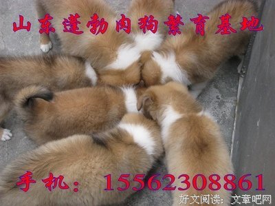 赚钱项目