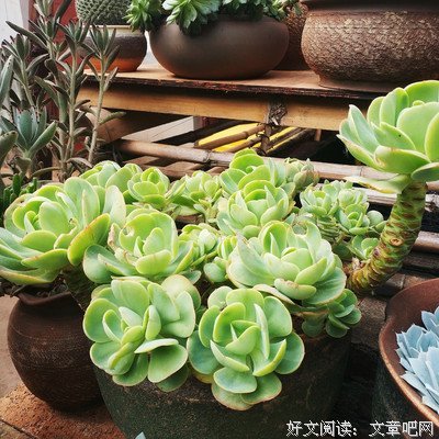 关于七哥的语句