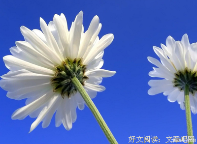 生妈发说的优美句子