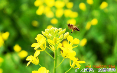 关于醉。的优美句子