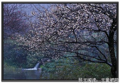 白落梅句子