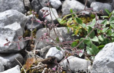 一叶泛于舟上的句子