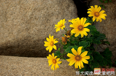 《我和我的倔强》的句子