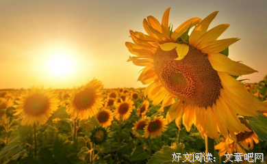 一了内们将当想天宽的句子