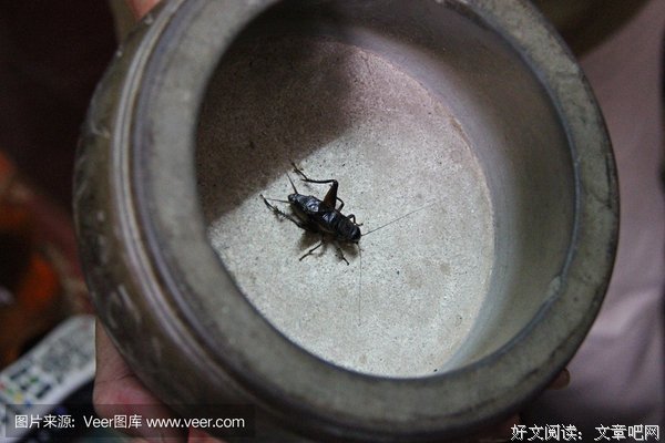 促织的语句摘抄_关于促织的语句