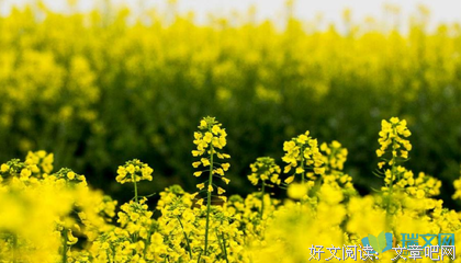 花和你开在夏能去的优美句子