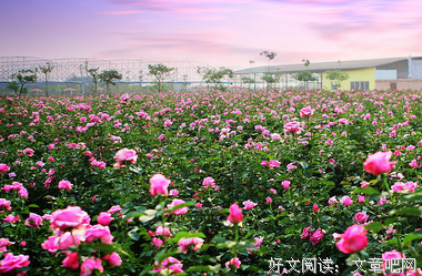 有关qingsh的句子