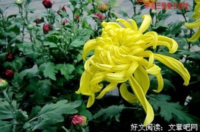 墨•韵韵不成殇。句子