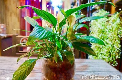 像草一样去做人！(深刻)