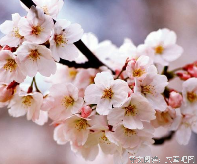 好的优美句子